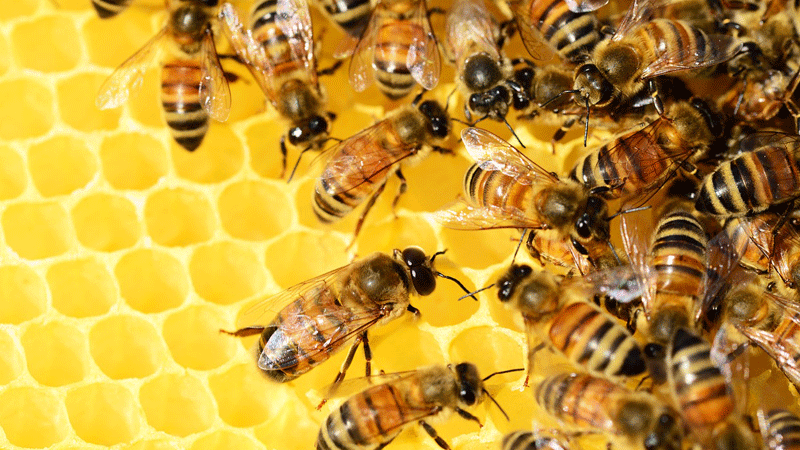 Read more about the article Honey Anyone? A Strategic Look at the People Numbers